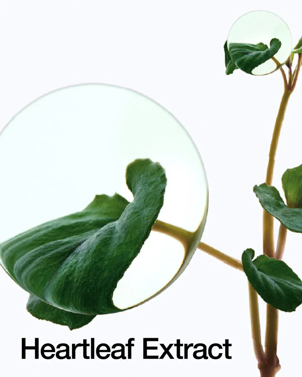 Anua Heartleaf 77% Clear Toner
